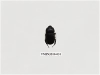 藏品(菲律賓圓金龜)的圖片